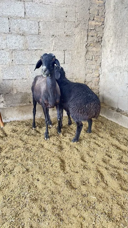 Она бола хисори куй сотилади