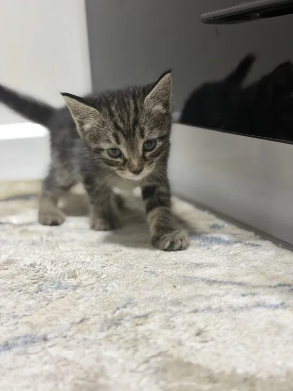 Милота 5 котят в хорошие руки 1 Милота 5 котят в хорошие руки 1