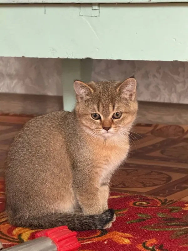 светло золотая шиншилла