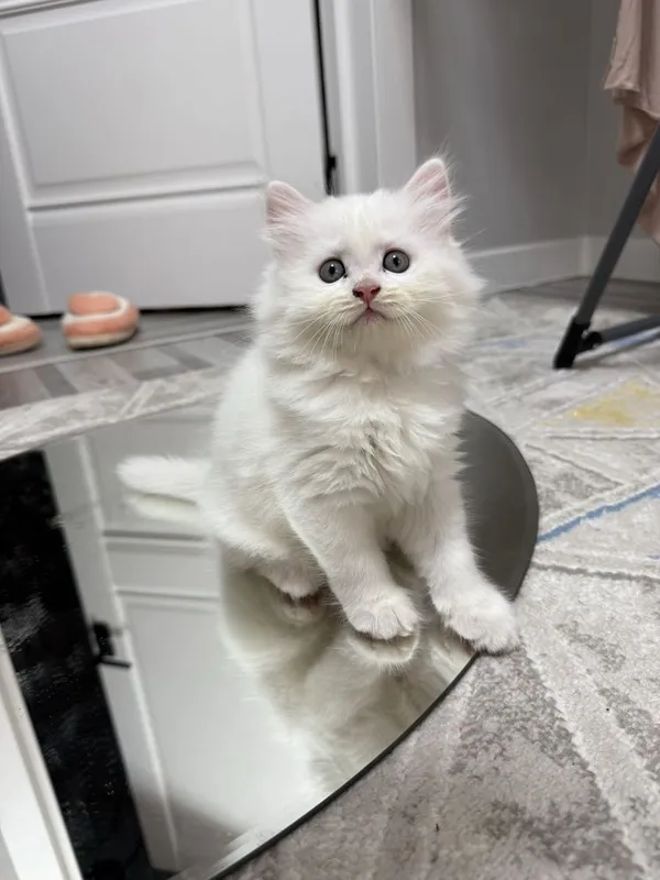 Котик шиншилла Фолд 2 месяцев 1 Котик шиншилла Фолд 2 месяцев 1