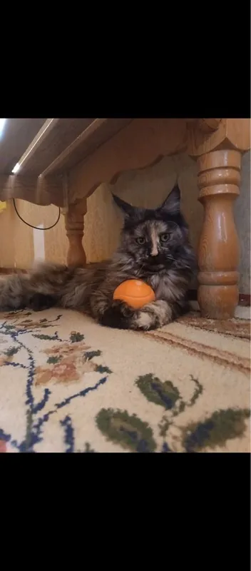 Mushuk va bolalari sotiladi maine coon 1 Mushuk va bolalari sotiladi maine coon 1