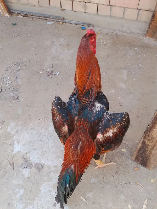 Horoz Kareya shamo sotiladi