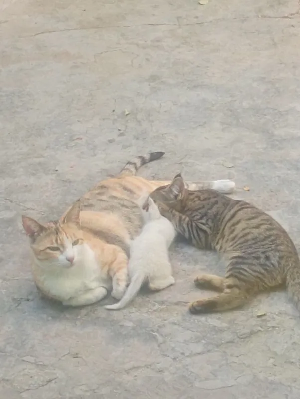Домашние котята бесплатно 2 Домашние котята бесплатно 2