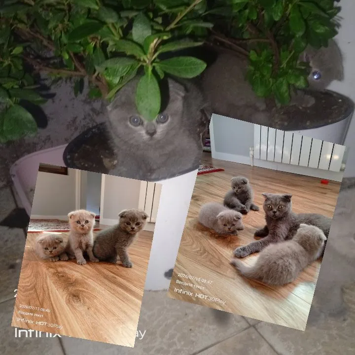Шотландская вислоухая кошка продаётся 1
