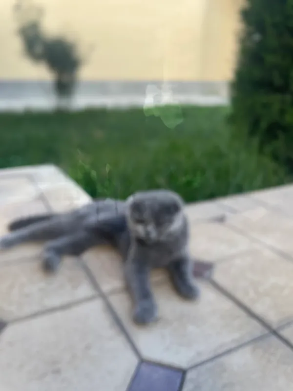 ScottishFold 1 ScottishFold 1