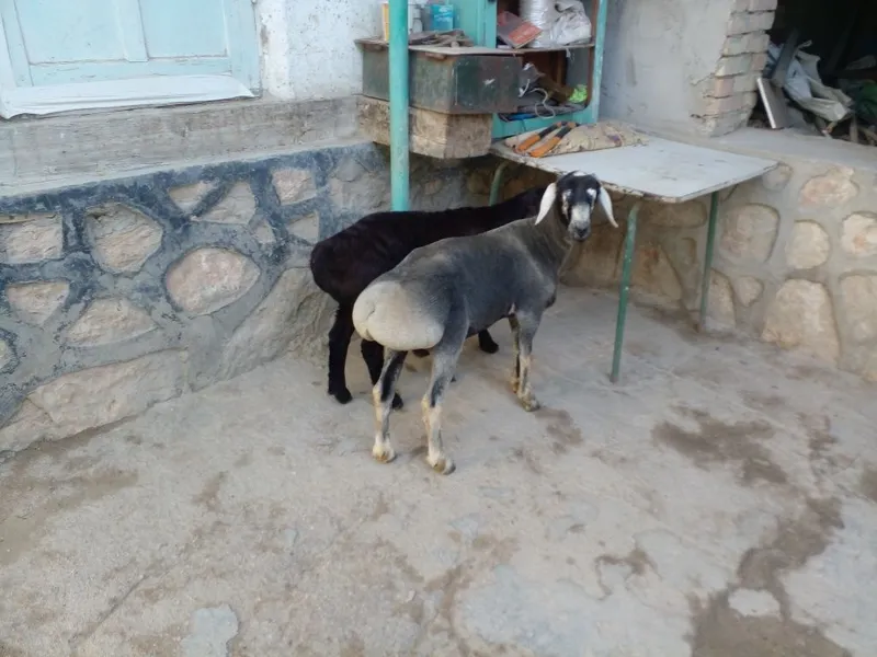 Сурхандаре" кочкорлари — фото 4 Сурхандаре" кочкорлари — фото 4