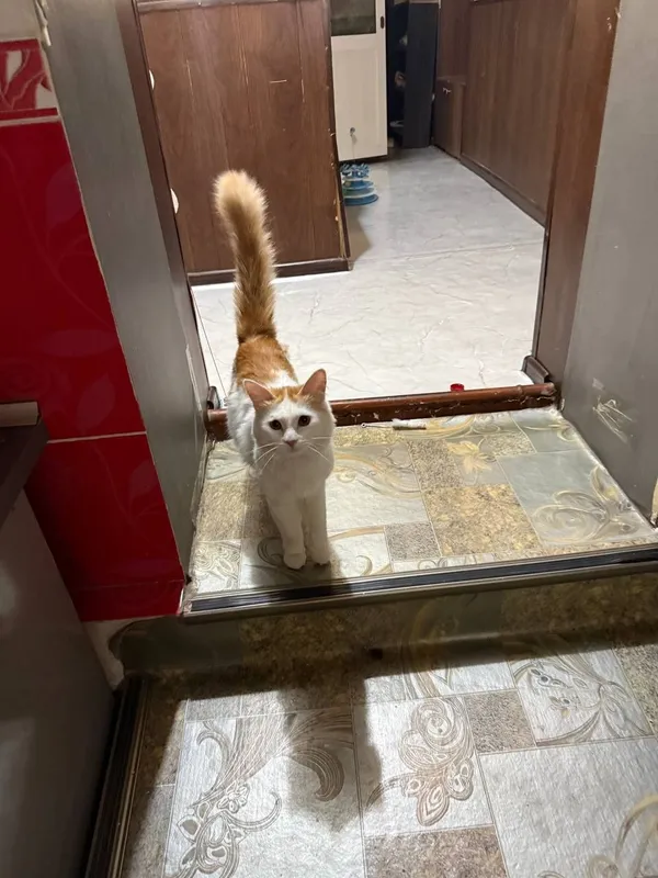Ищем любящую семью для замечательного котика! 1