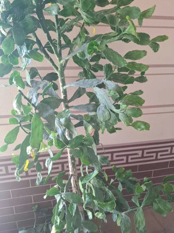 Brasiliopuntia.Ofis va uy uchun gul. 3 Brasiliopuntia.Ofis va uy uchun gul. 3