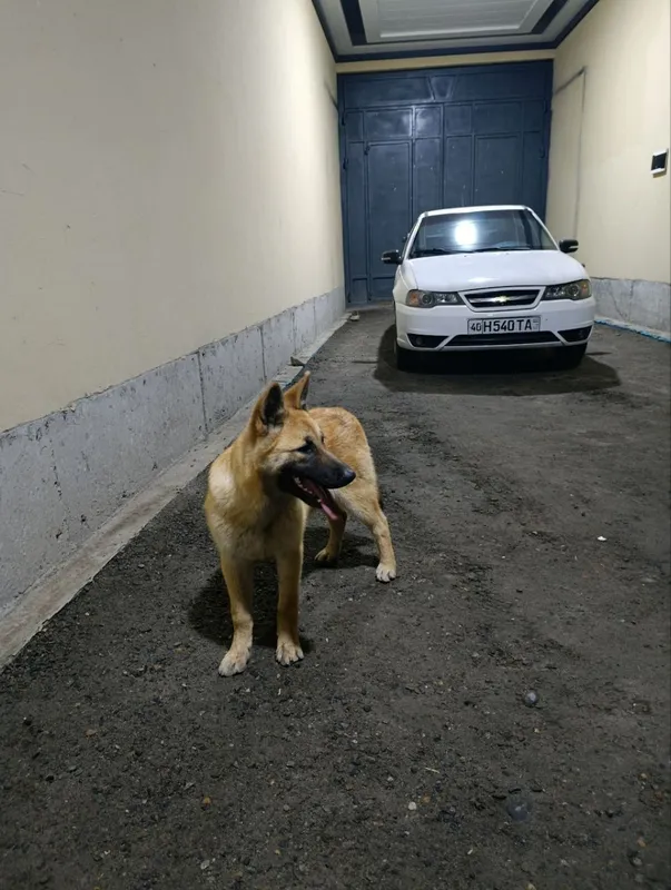 Belgiya avcharkasi kuchugi 4 Belgiya avcharkasi kuchugi 4