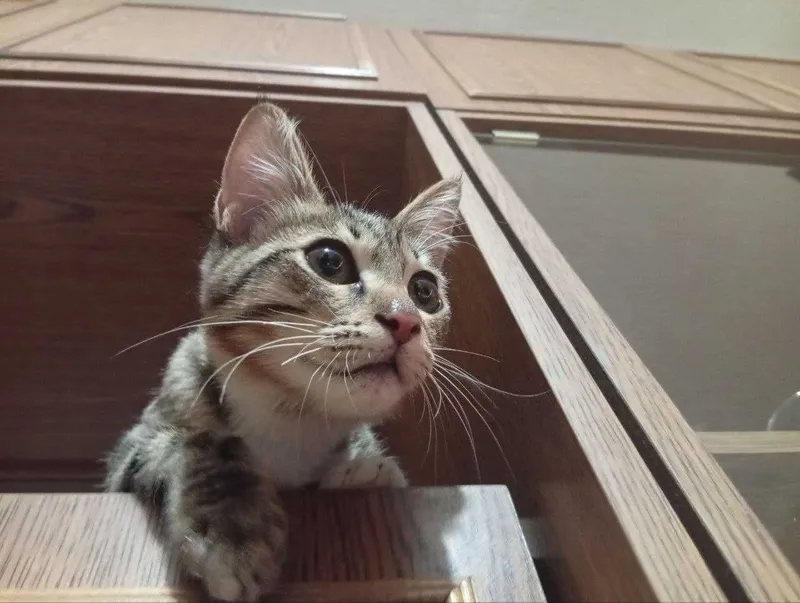 Котенок Мальчик 4 месяца — фото 1