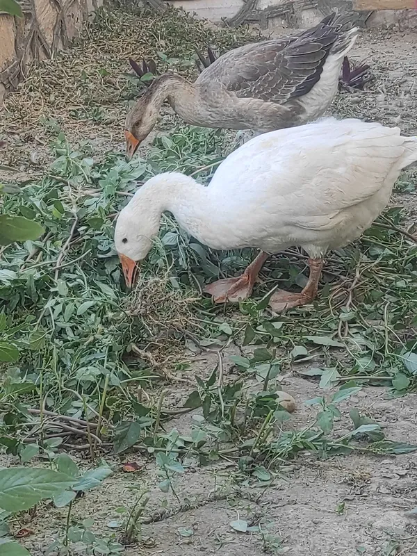 ĝoz 3