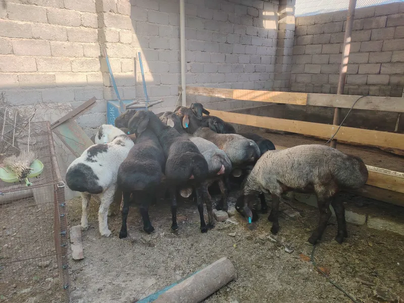 Qurbonlik un sotiladigan quchqorlar bor taroziga 88mingdan — фото 3