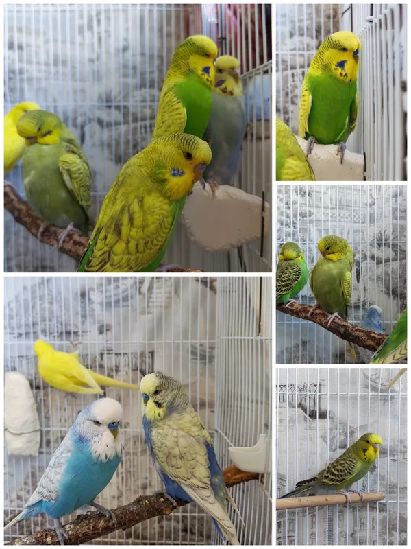 Uy sharoitida boqilgan to‘lqinli to‘tiqushlar 1