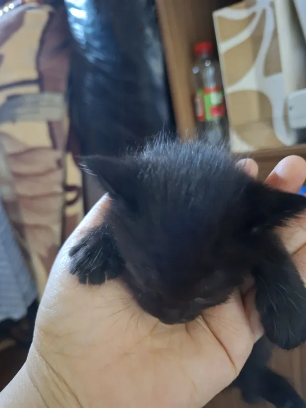 Котята турецкой ангоры 2 Котята турецкой ангоры 2