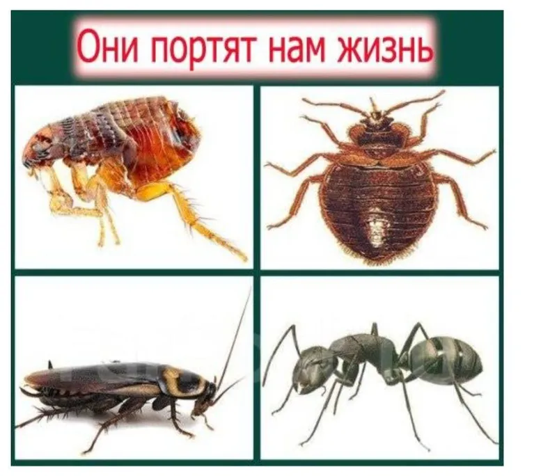 Дизенфекция от любых видов насекомых 1