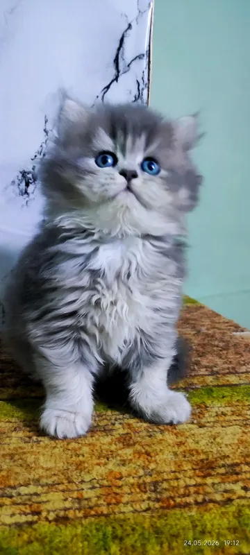 Котята скотиш страйт — фото 3