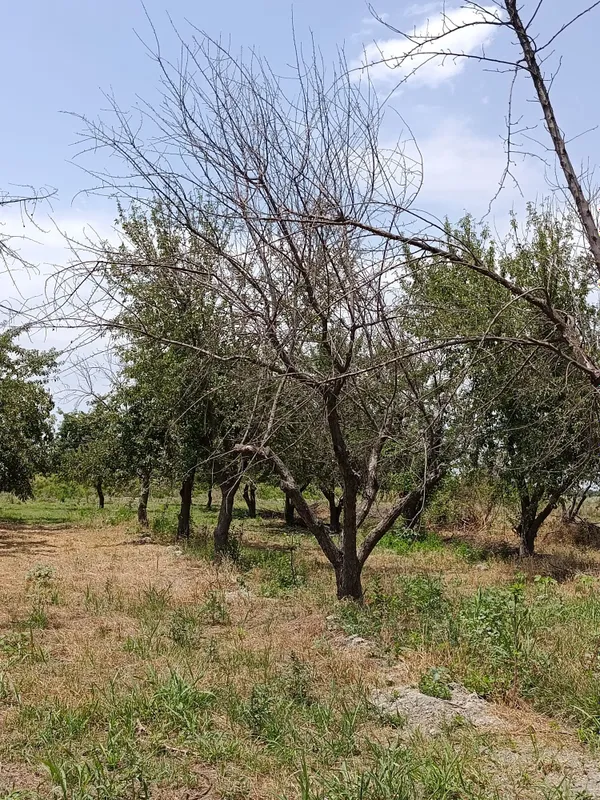 Oʻtin sotiladi quruq daraxt maydalab olib ketish kerak faqat. 1