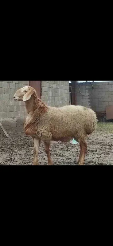 Qurbonlik va boshqa marosimlar uchun qo‘y-qo‘chqorlar sotiladi.