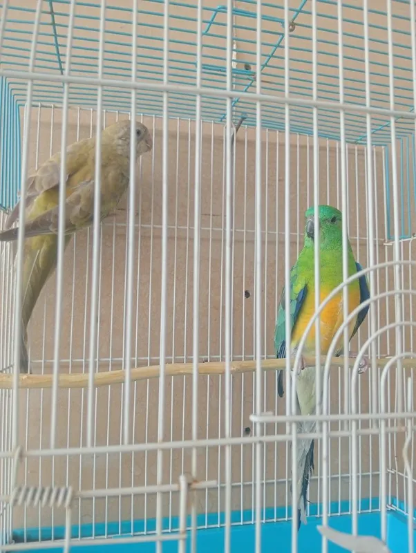 Papugay toʻti sotiladi 2 Papugay toʻti sotiladi 2