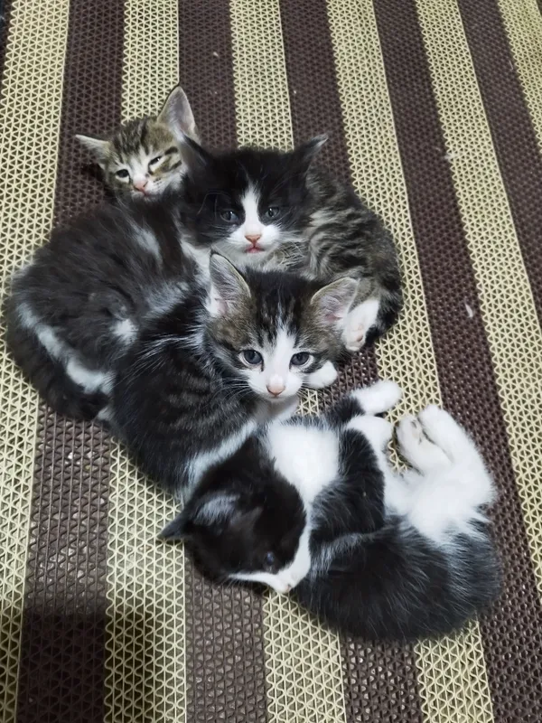Котята 2месяца , три мальчика и девочка. Бесплатно