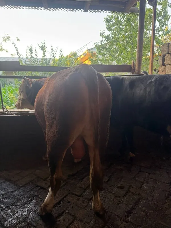 Mollar sotiladi sogʻlom 6 Mollar sotiladi sogʻlom 6
