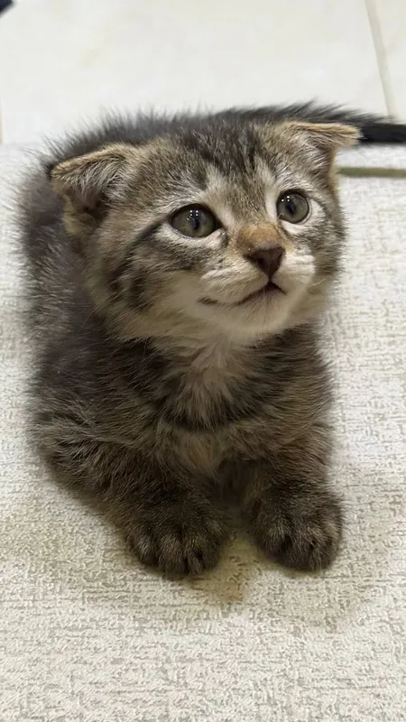 Scottish fold 1ta sotiladi 3ta oddiy parodali mushuk xadyaga beriladi 1 Scottish fold 1ta sotiladi 3ta oddiy parodali mushuk xadyaga beriladi 1