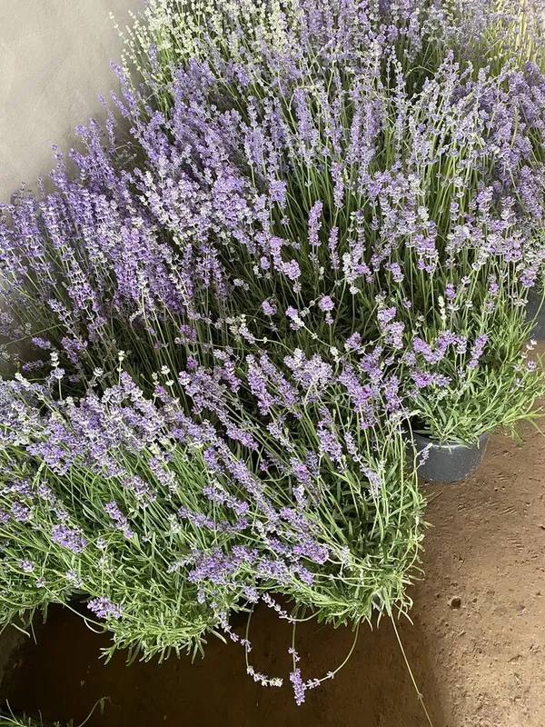 Lavanda fransuzkiy — фото 2