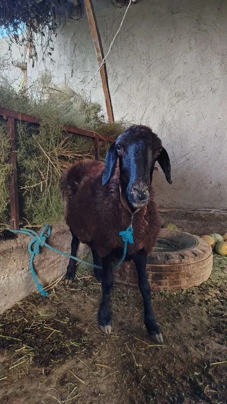 Qazoqi qoy sotiladi 2 Qazoqi qoy sotiladi 2