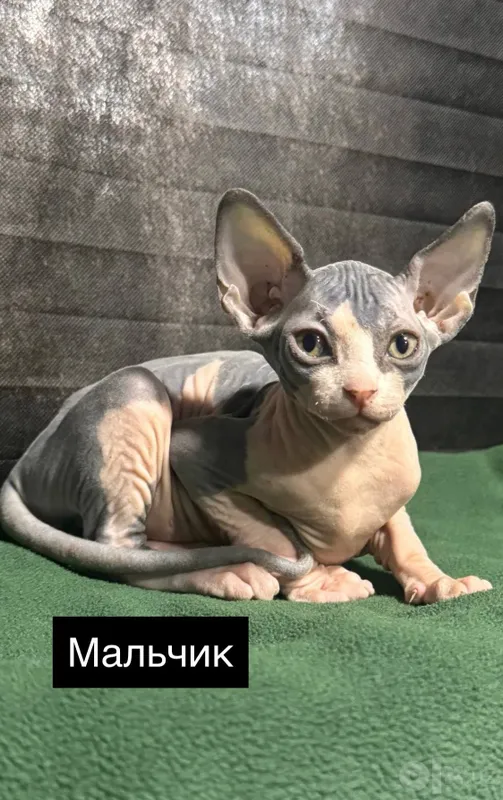 Сфинксы котята... 3 Сфинксы котята... 3