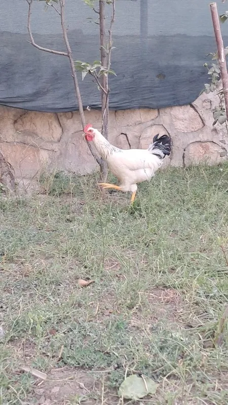 Zottor tovuqlar sotiladi 5 Zottor tovuqlar sotiladi 5