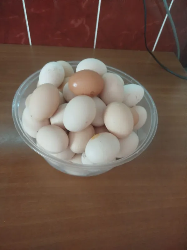 Продаются домашние яйца 2
