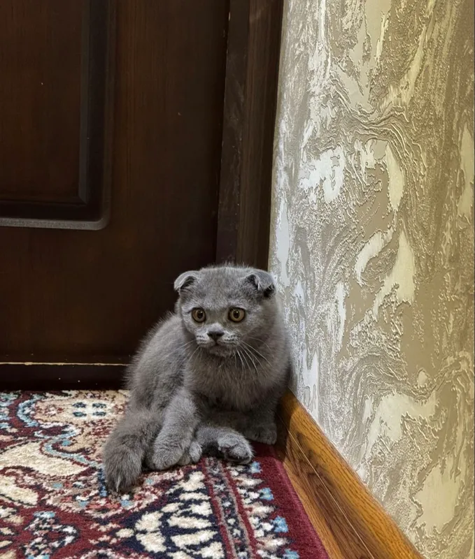 scottish fold mushula srochni sotiladi 2 scottish fold mushula srochni sotiladi 2