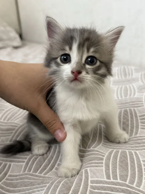 милейшие котята