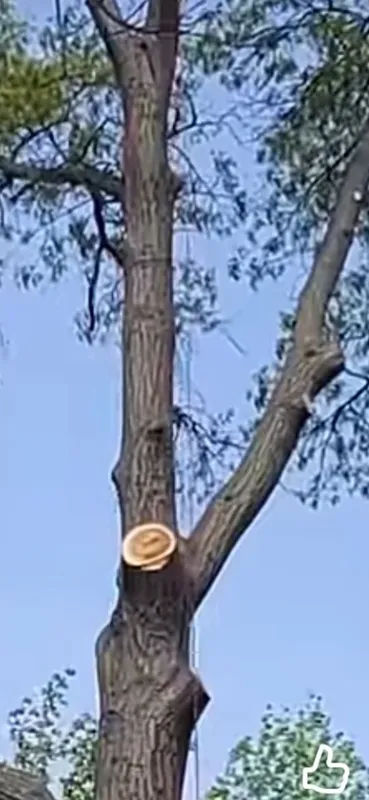Daraxt kesish xizmati sadovnik.