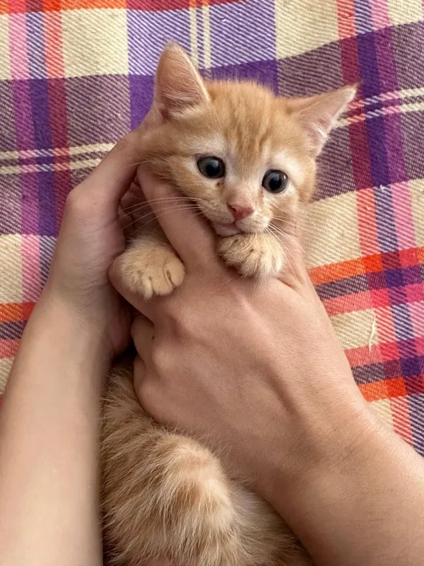 Продаются котята породистые 1.5 месяца — фото 1