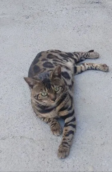 Mushuklar sotiladi 3 Mushuklar sotiladi 3