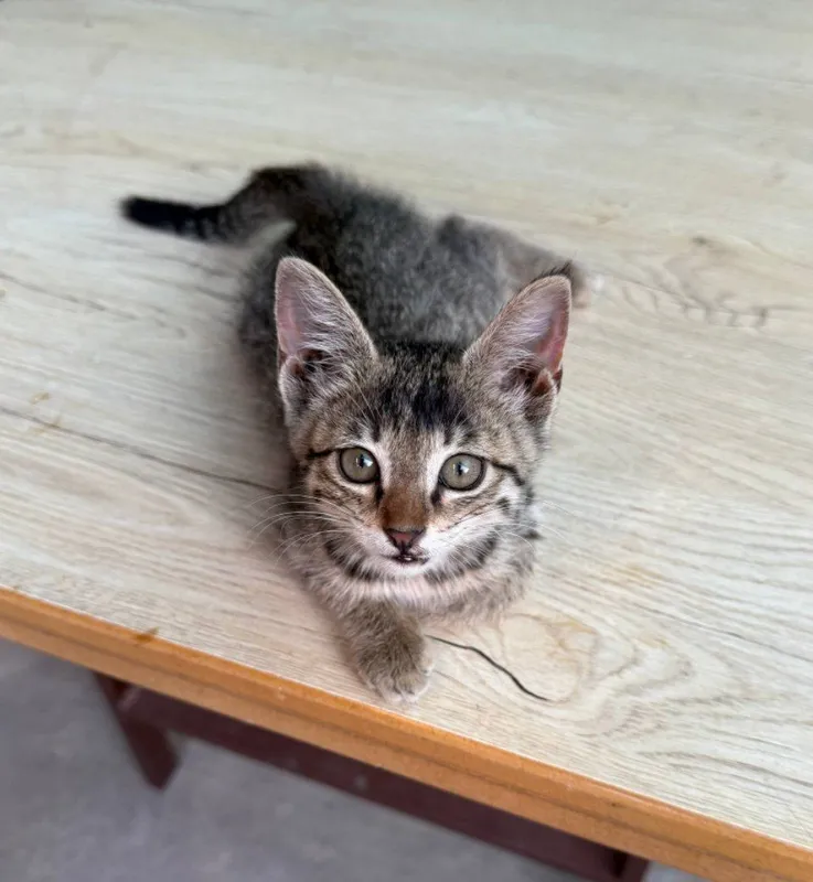 Котёнок девочка, отдам в хорошие руки 1 Котёнок девочка, отдам в хорошие руки 1