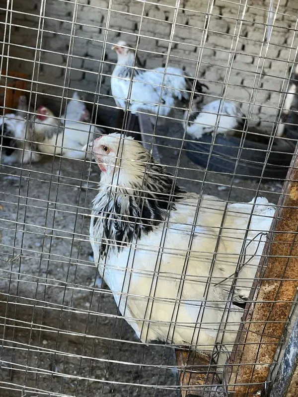 Birama tovuq xòrozlar sotiladi 7 Birama tovuq xòrozlar sotiladi 7