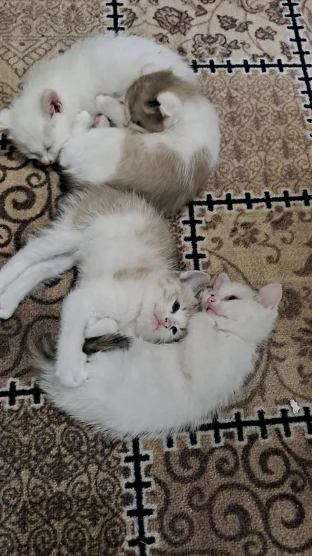 mushukchala