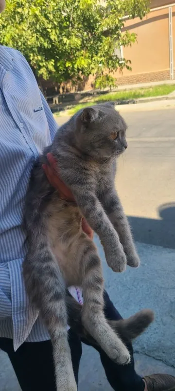 Scottish Fold kulrang 4 Scottish Fold kulrang 4