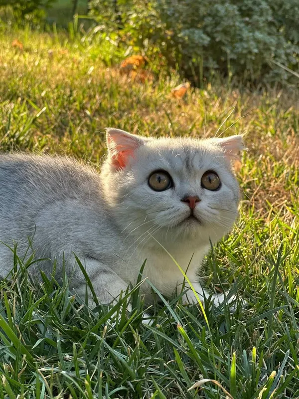 Продается Чистокровный Вислоухий кот,шотландец — фото 3