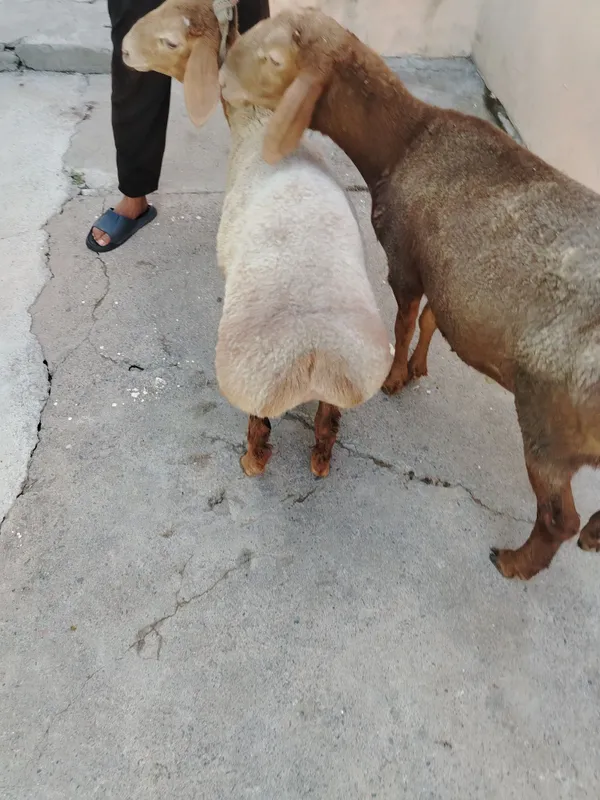 Qo'chqor qo'y sotiladi 2