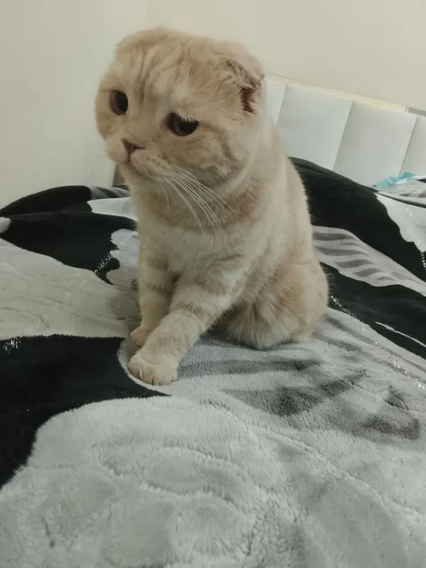 Скотищфолд 3 года Майса — фото 4