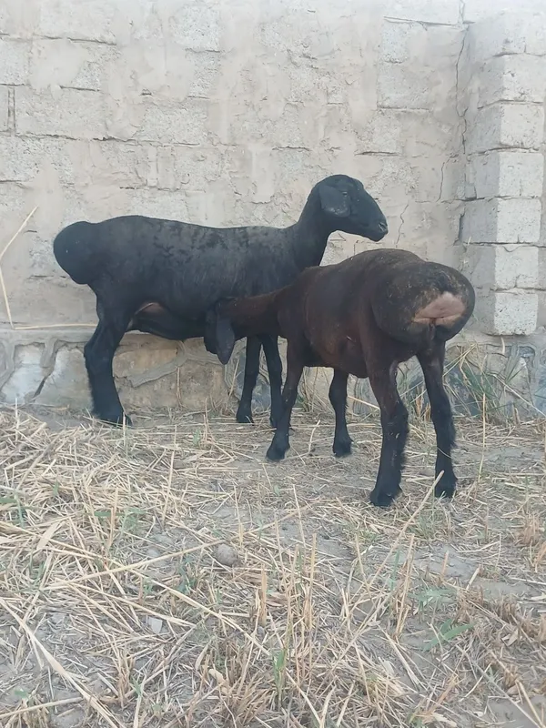 Ona bola sotladi 1