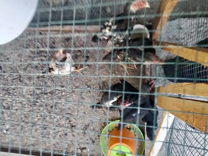 Kulangi jujalar sotiladi soğlom 1 Kulangi jujalar sotiladi soğlom 1
