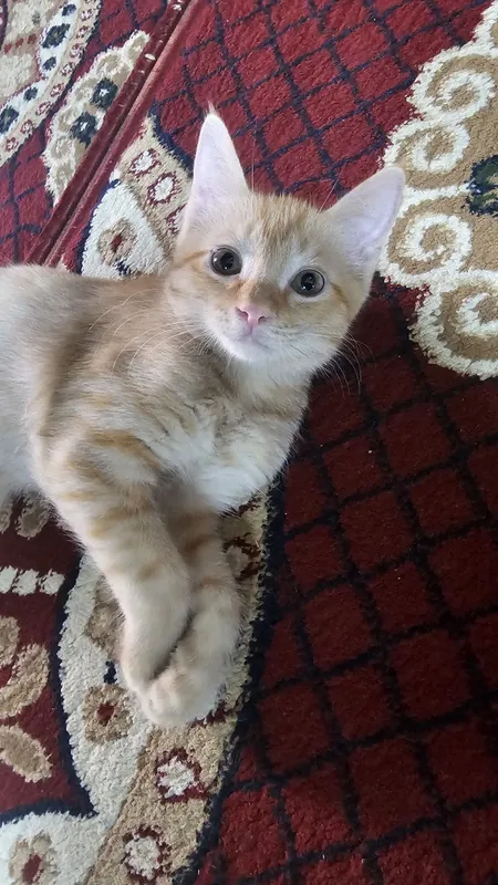 Котёнок, девочка 1 Котёнок, девочка 1