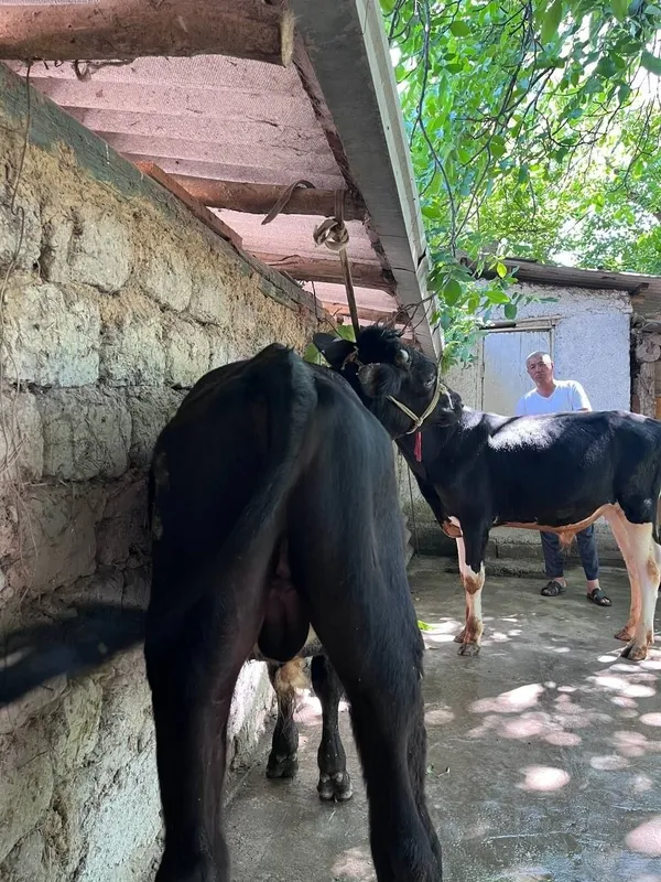Буқачaлар сотилади 3