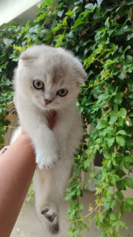 Продаются котята 1 Продаются котята 1
