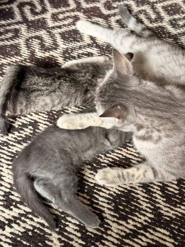 Uy mushukchasi onasi bilan shundo bervoriladi — фото 3