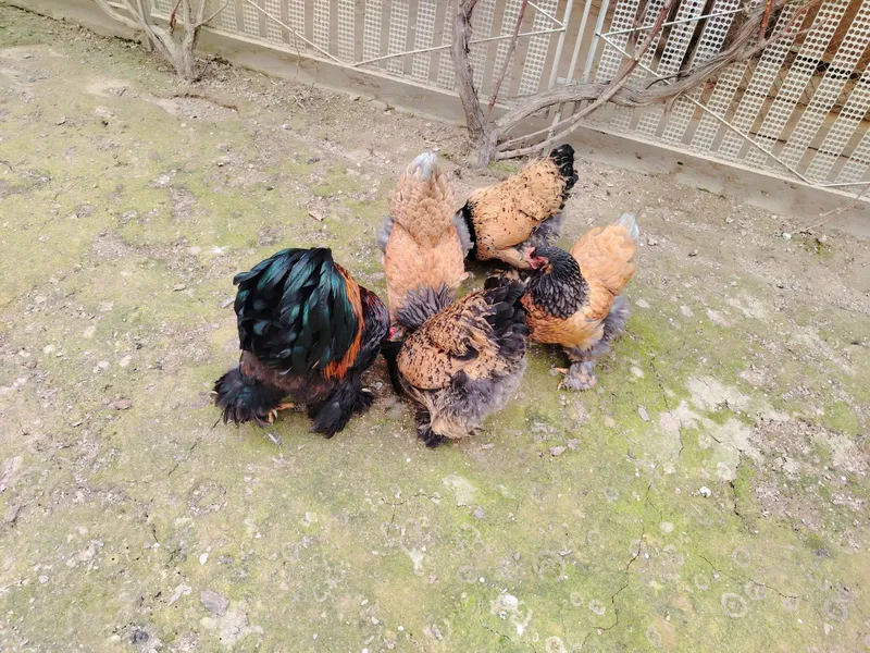 Brama Pux Palviy Pux Galuboy Tuxum Sotuvda — фото 2